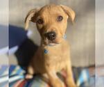 Small #7 Labrador Retriever Mix