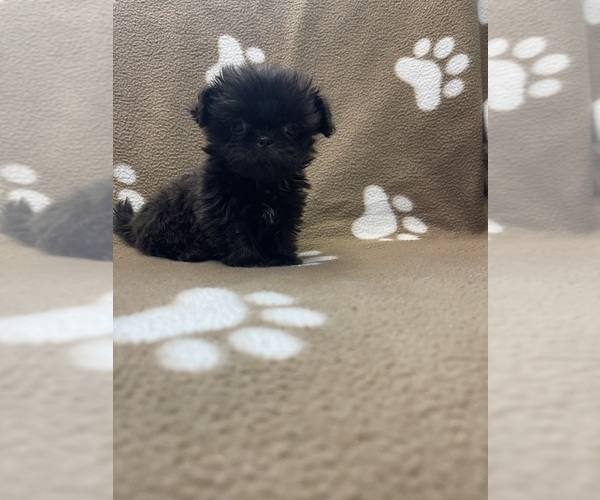 Medium Photo #1 Shih Tzu Puppy For Sale in NORTH FORT MYERS, FL, USA