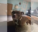 Small #1 American Staffordshire Terrier Mix