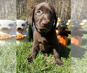 Labrador Retriever Puppy for sale in NEOLA, WV, USA