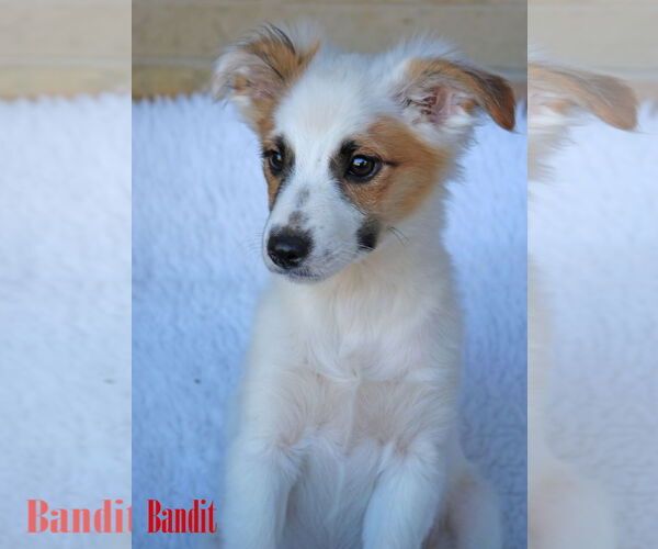 Medium Photo #11 Chihuahua-Unknown Mix Puppy For Sale in Wakefield, RI, USA