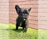 Small Photo #19 French Bulldog Puppy For Sale in MILWAUKEE, WI, USA