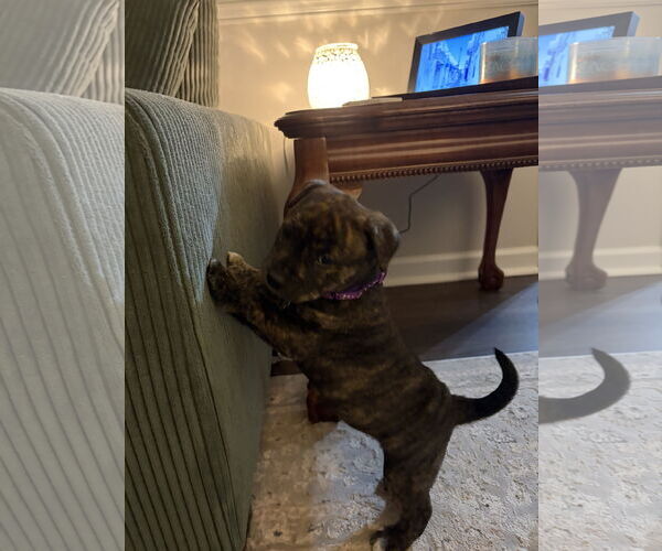 Medium Photo #6 American Staffordshire Terrier-Unknown Mix Puppy For Sale in Holly Springs, NC, USA