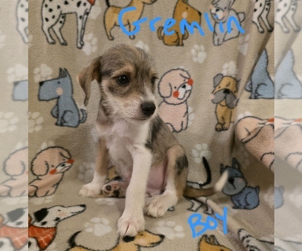 Medium Photo #14 Chizer Puppy For Sale in MONTEZUMA, GA, USA
