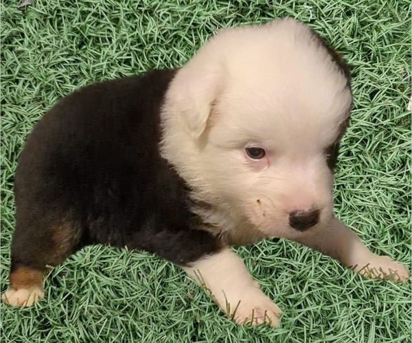 Medium Photo #53 Australian Shepherd Puppy For Sale in SYLVA, NC, USA
