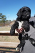 Small Photo #5 Airedoodle Puppy For Sale in FORT WORTH, TX, USA