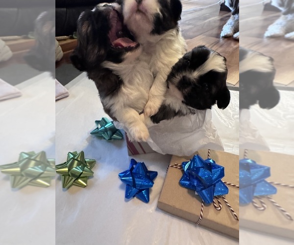 Medium Photo #33 Shih Tzu Puppy For Sale in CENTRALIA, IL, USA