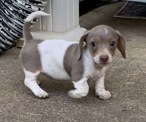 Dachshund Puppy for sale in DALLAS, GA, USA