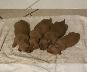 Dachshund Puppy for sale in ECHO, AL, USA