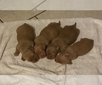 Image preview for Ad Listing. Nickname: Dachshunds