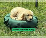 Puppy Green Golden Retriever