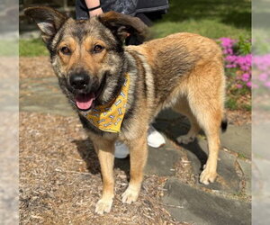 German Shepherd Dog-Unknown Mix Dogs for adoption in Warrenton, VA, USA