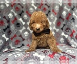 Small #5 Goldendoodle (Miniature)