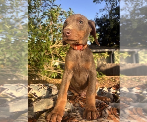 Medium Photo #10 Doberman Pinscher Puppy For Sale in ONTARIO, CA, USA