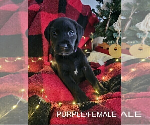 Medium Photo #17 Labrador Retriever Puppy For Sale in GABLE, SC, USA