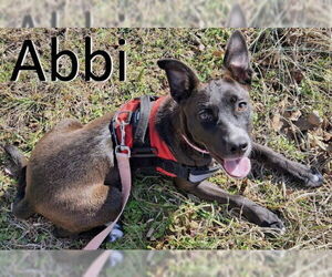 Mutt Dogs for adoption in Mountain View, AR, USA