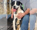 Small #1 Labrador Retriever Mix