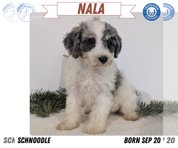 Medium Photo #48 Schnoodle (Miniature) Puppy For Sale in GOSHEN, IN, USA