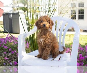 Goldendoodle (Miniature) Puppy for Sale in FRESNO, Ohio USA