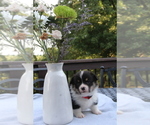 Small #22 Pembroke Welsh Corgi
