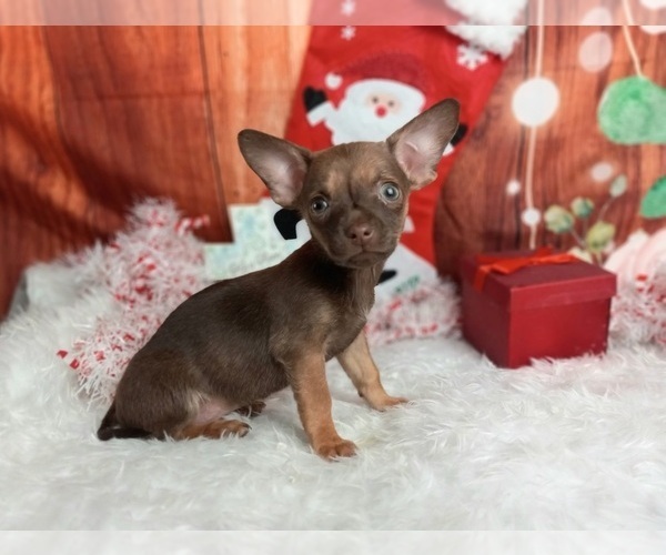 Medium Photo #3 Chihuahua Puppy For Sale in CARTHAGE, TX, USA