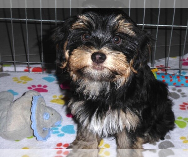 Medium Photo #9 Havashire Puppy For Sale in ORO VALLEY, AZ, USA