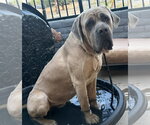 Small #3 Mutt