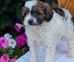 Small Photo #43 Maltipoo (Toy) Puppy For Sale in GOSHEN, IN, USA