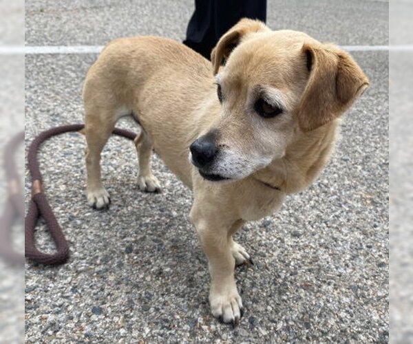 Medium Photo #2 Chihuahua-Unknown Mix Puppy For Sale in Ventura, CA, USA