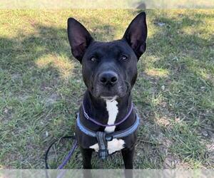 Australian Kelpie-Unknown Mix Dogs for adoption in Tavares, FL, USA