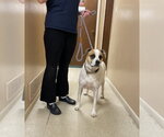 Small Photo #4 Labrador Retriever-Red Heeler Mix Puppy For Sale in Mt. Laurel, NJ, USA
