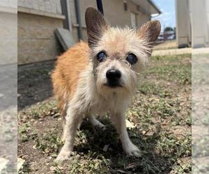 Mutt Dogs for adoption in San Antonio, TX, USA