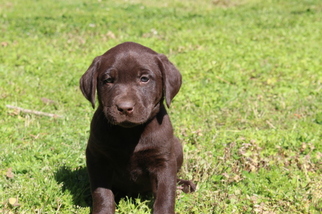 Labrador Retriever Puppy for sale in CARRSVILLE, VA, USA