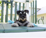Small #3 Schnauzer (Miniature)