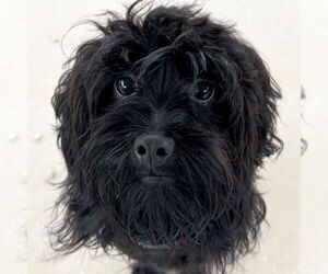 Havanese-Unknown Mix Dogs for adoption in Jefferson, WI, USA