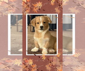 Mutt Dogs for adoption in Walnutport, PA, USA