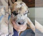 Small Photo #33 Daniff-Neapolitan Mastiff Mix Puppy For Sale in MONTEVIEW, ID, USA