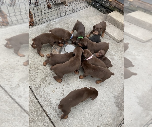 Medium Photo #16 Doberman Pinscher Puppy For Sale in HIALEAH, FL, USA