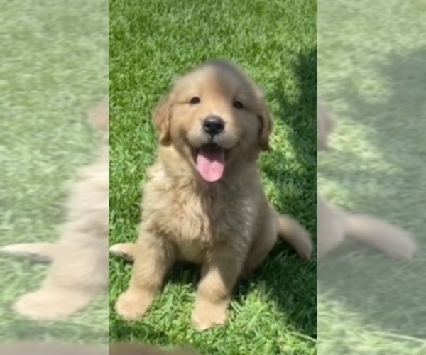 Medium Photo #1 Golden Retriever Puppy For Sale in SANTA ANA, CA, USA