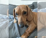 Small Mutt