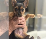 Small #10 Yorkshire Terrier