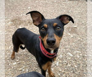 Miniature Pinscher Dogs for adoption in Foristell, MO, USA