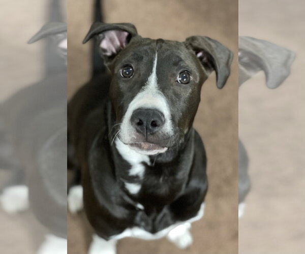 Medium Photo #14 American Pit Bull Terrier-Unknown Mix Puppy For Sale in Hillsboro, MO, USA