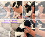 Small #5 Poodle (Standard)