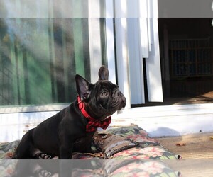 French Bulldog Litter for sale in AURORA, CO, USA