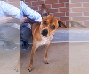 Mutt Dogs for adoption in Carrollton, TX, USA