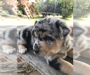 Alaskan Klee Kai-Miniature Australian Shepherd Mix Puppy for sale in GLENDALE, AZ, USA