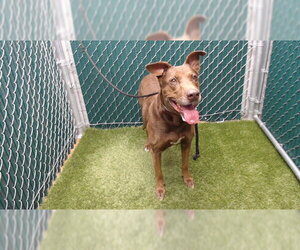 Labrador Retriever-Unknown Mix Dogs for adoption in Downey, CA, USA