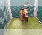 BELLA - Female Labrador Retriever-Unknown Mix Dog for Adoption - Small photo