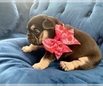Small Photo #21 French Bulldog Puppy For Sale in ENCINO, CA, USA